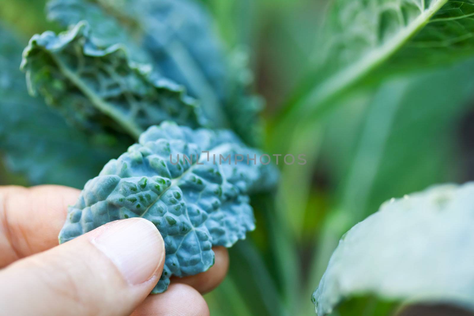 Growing Kale  by melpomene