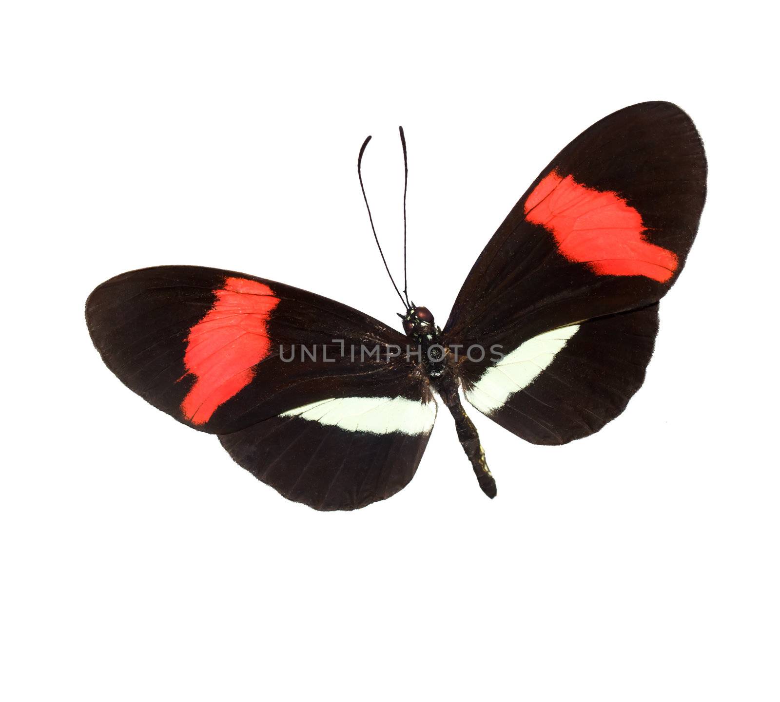 Black, Red and White Butterfly Isolated on White