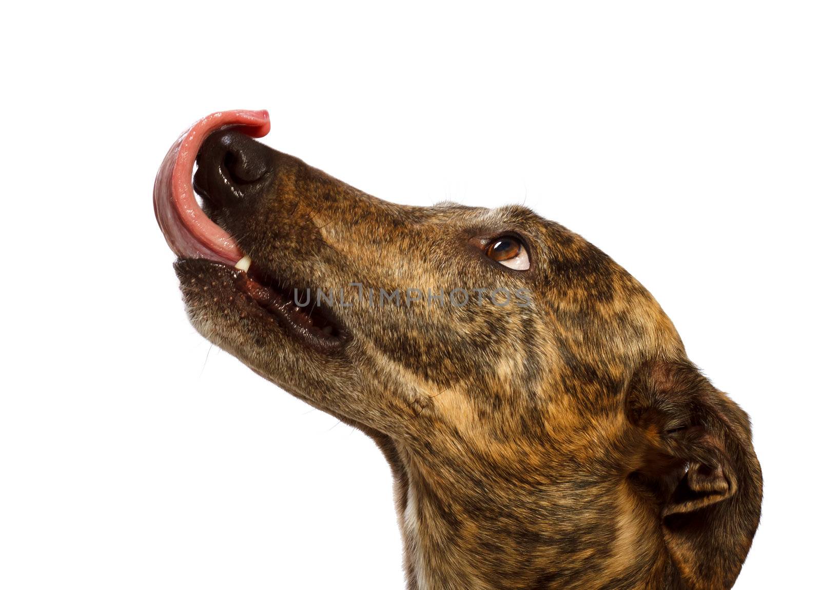 head portrait of a staring greyhound licking his lips with the tongue (delicious)