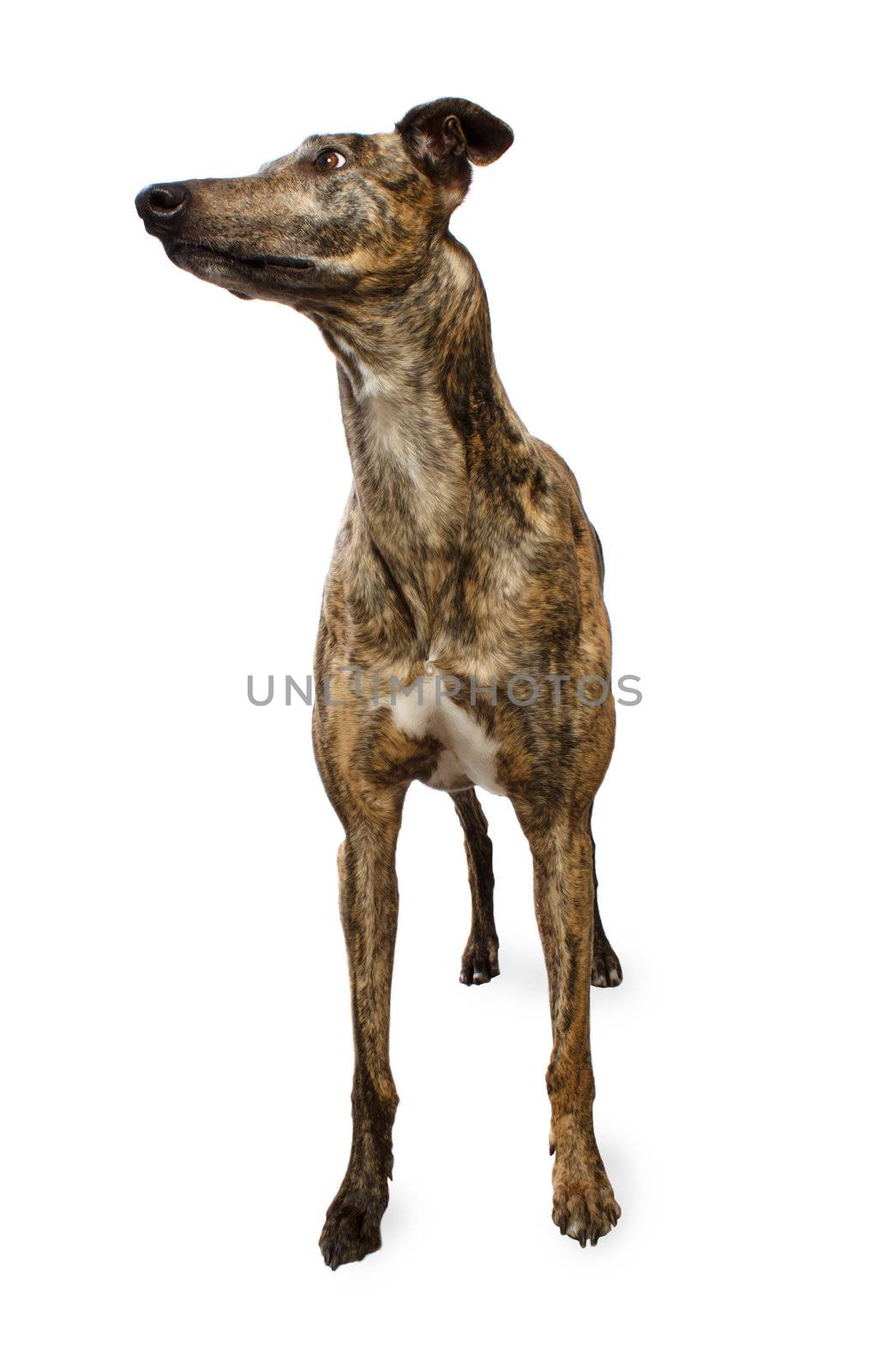 Standing Brindle Colored Greyhound Isoloated on White Background