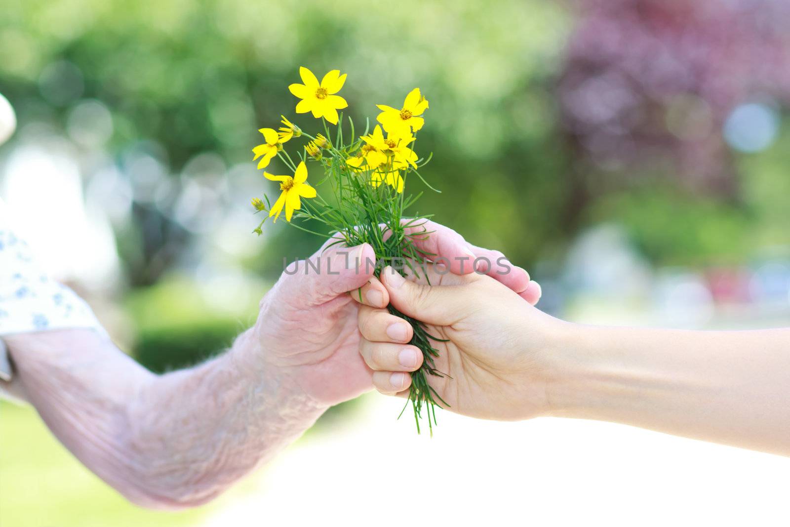 Giving yellow flowers to senior lady outside