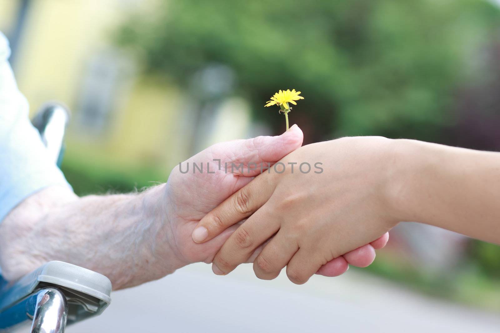 Young and seniors hands holding a yellow dandelion