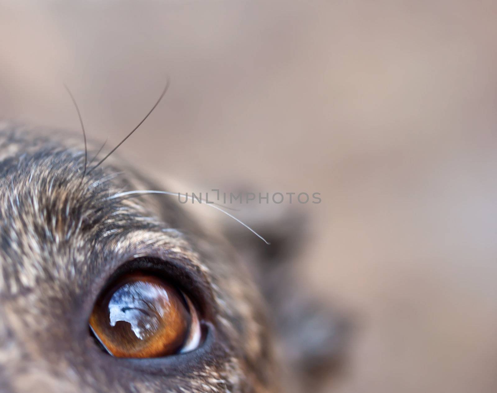 Close up image of dog's eye