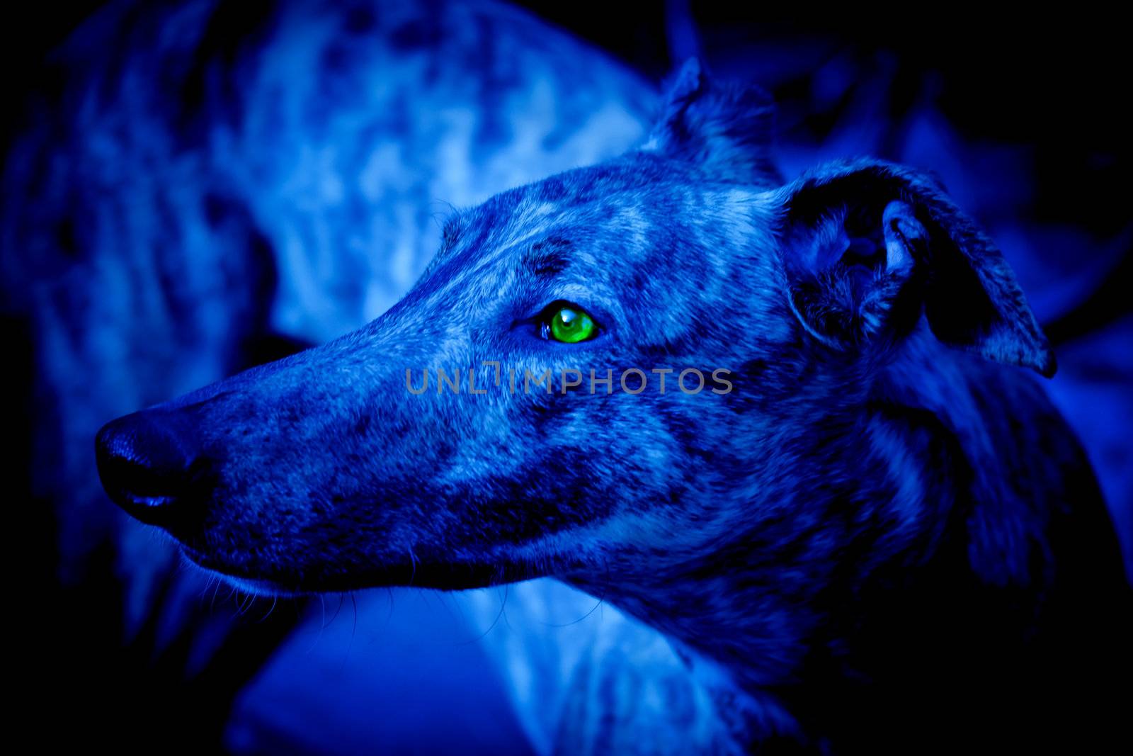 Dog with yellow eyes in the Night