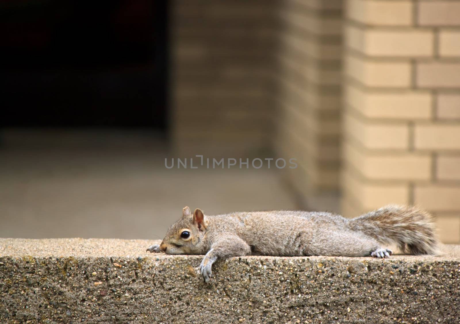 Adorable squirrel resting on brick wall