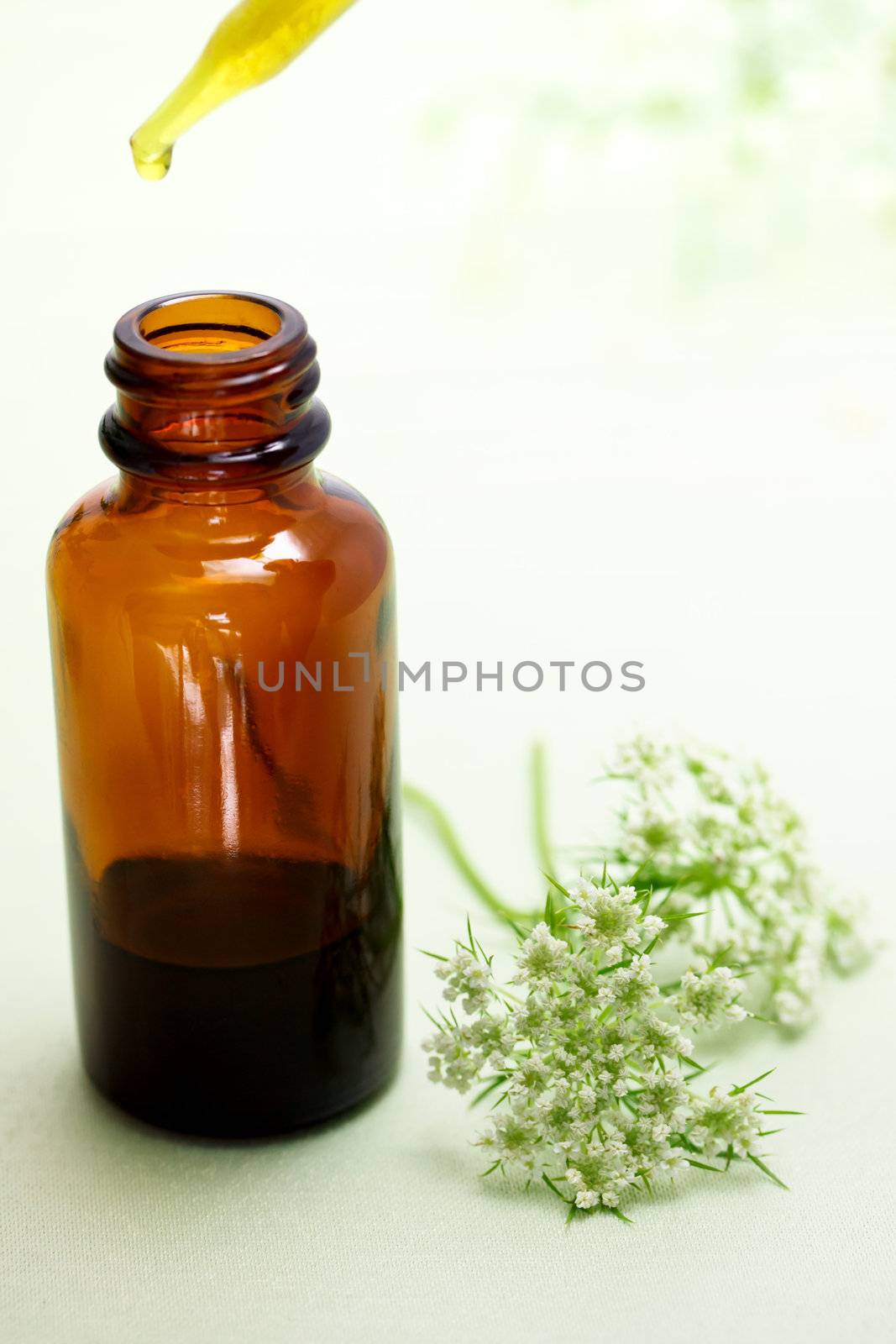 Herbal medicine with dropper bottle and Anise flowers