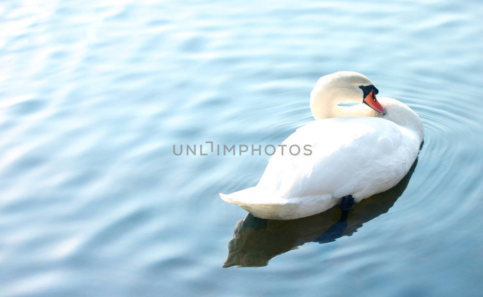 White Swan in Blue Lake