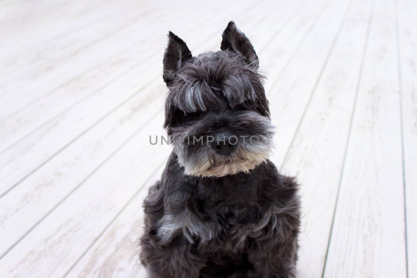 Portrait of black miniature schnauzer on deck