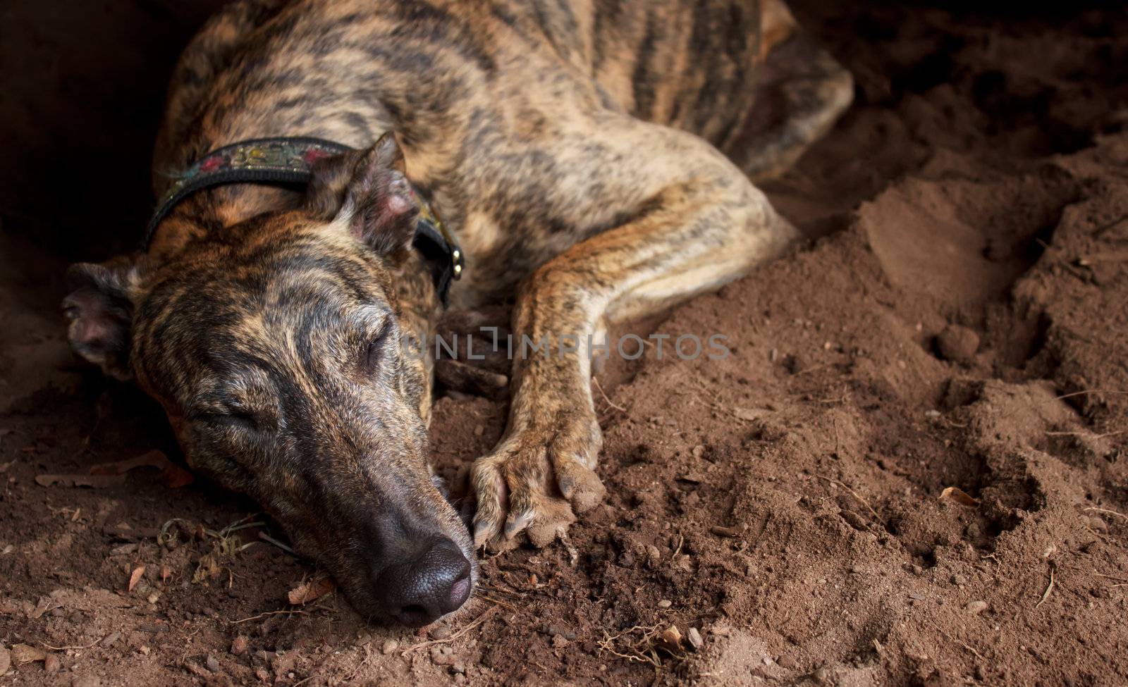 Retired greyhound taking a nap on the ground