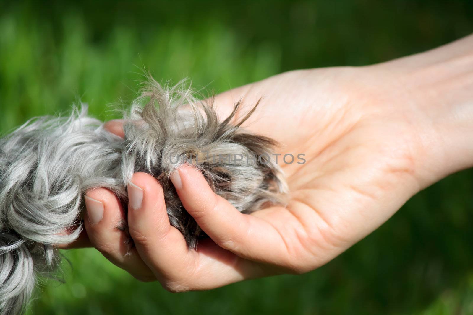 Friendship between human and dog - shaking hand and paw