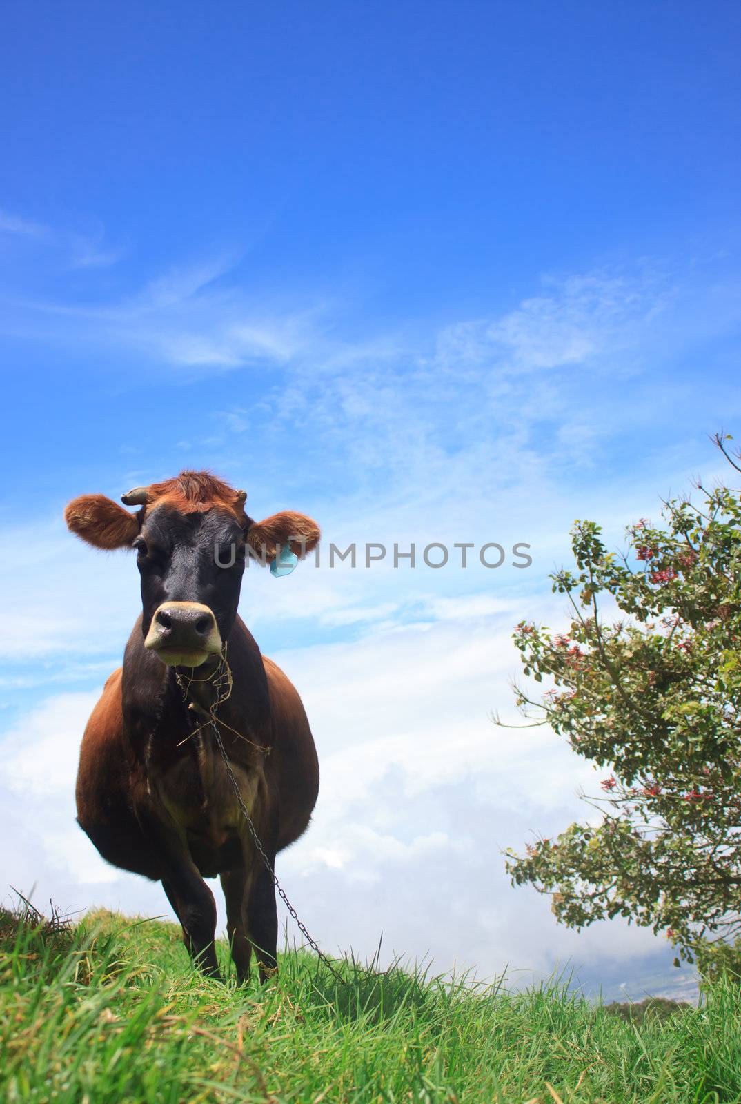 Cow chewing twigs on mountain above the clouds