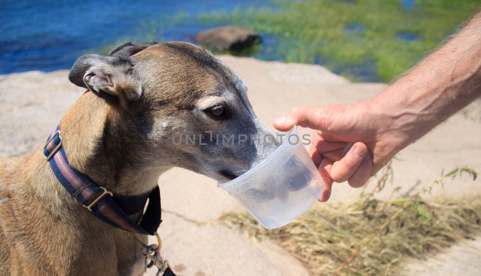 Retired greyhound dog drinking wate by melpomene