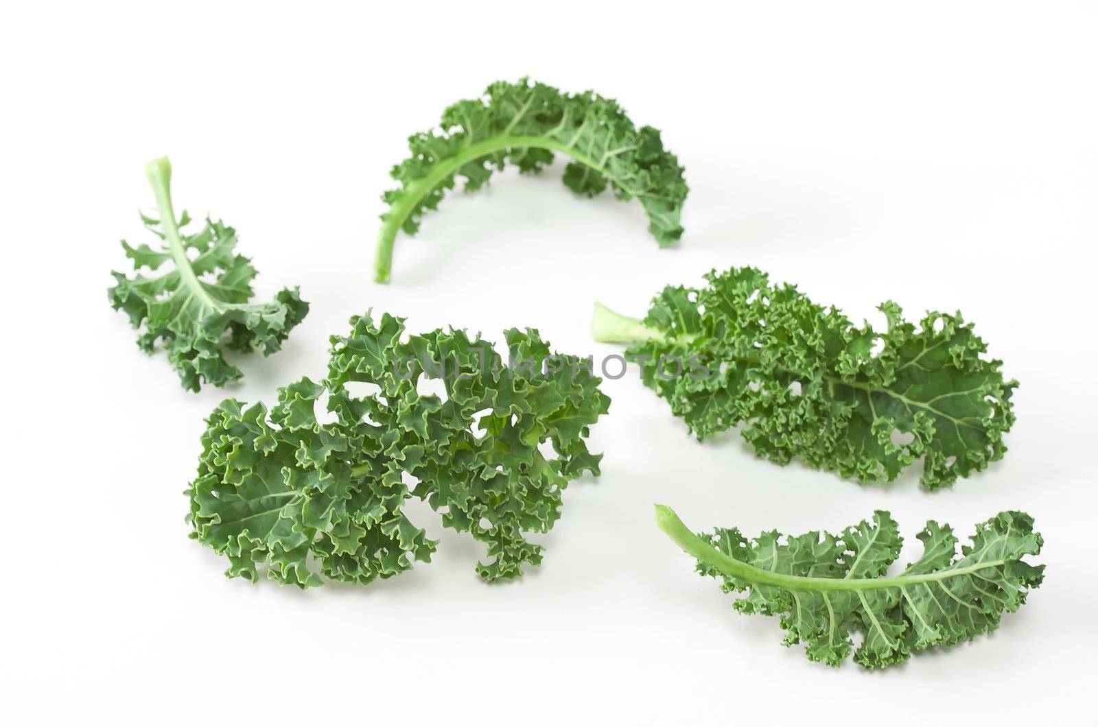 Kale on white background