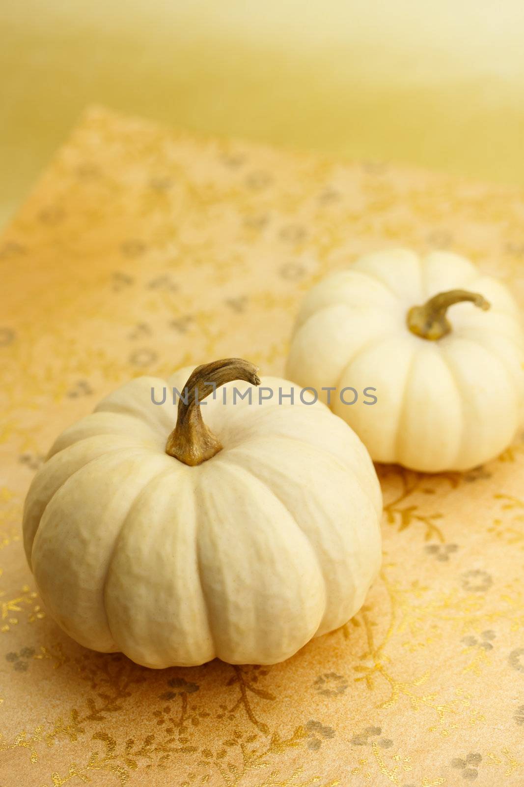 White miniature pumpkins by melpomene