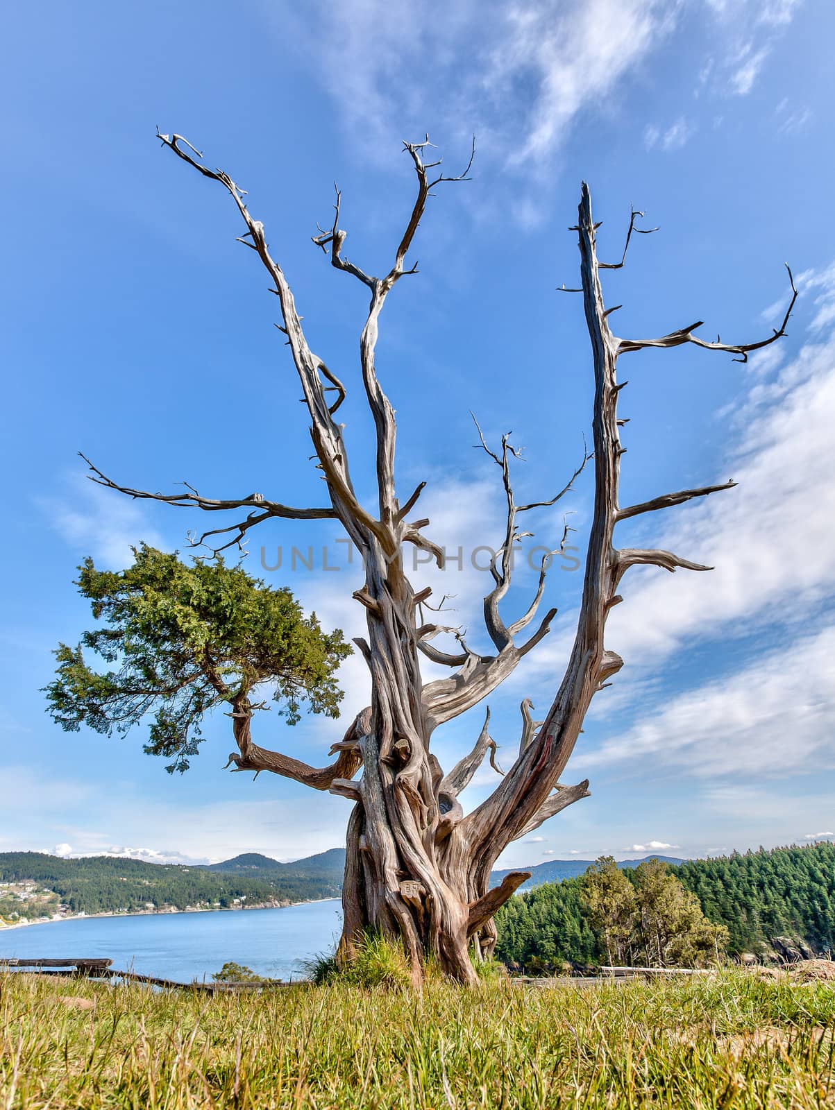 Gnarled evergreen tree at Washington Park, Anacortes, Washington by gnives50