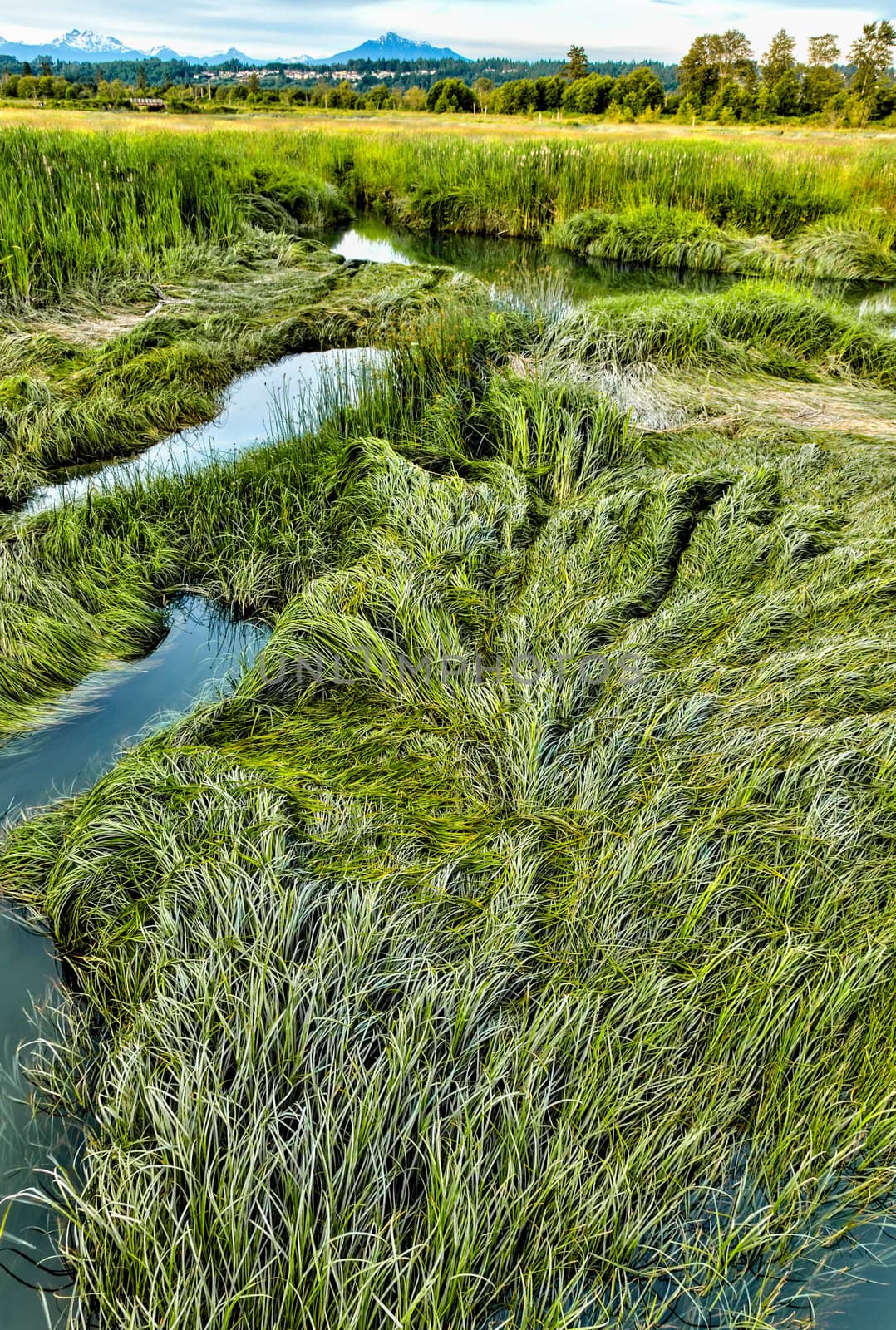 Marsh grass in summer at Spencer Island wetlands by gnives50