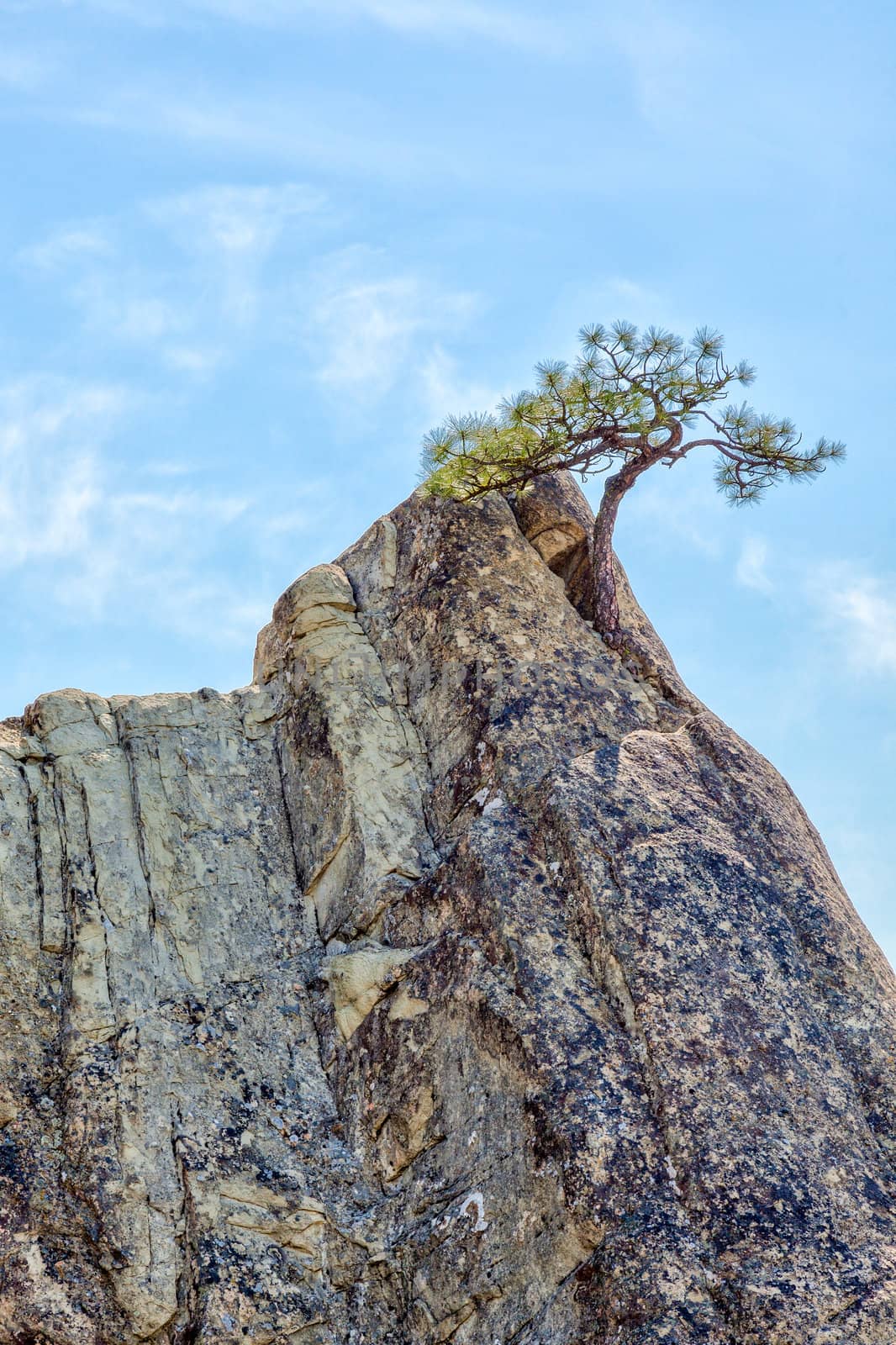 Pine tree growing in sandstone pinnacle.