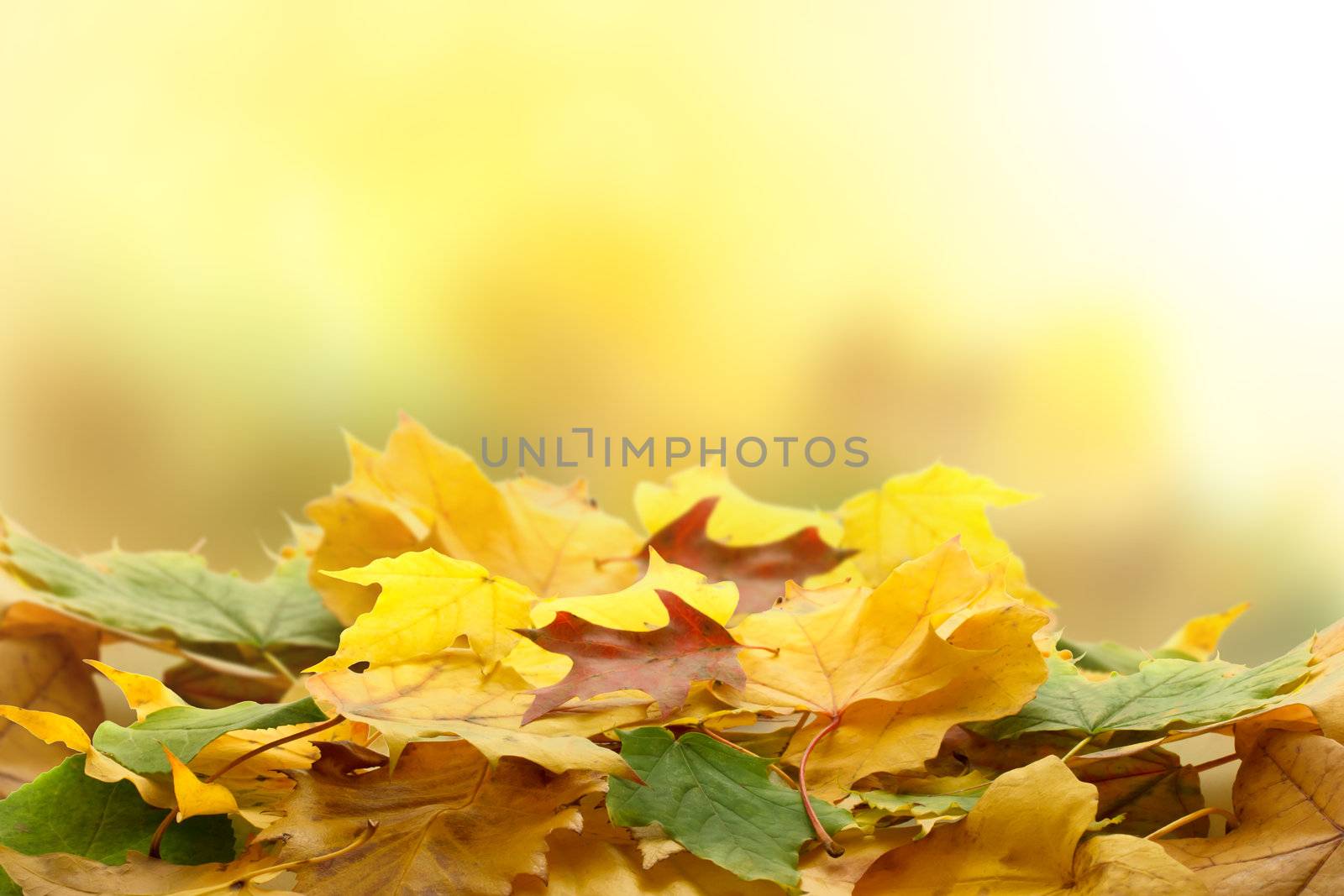 Autumn leaves  by melpomene