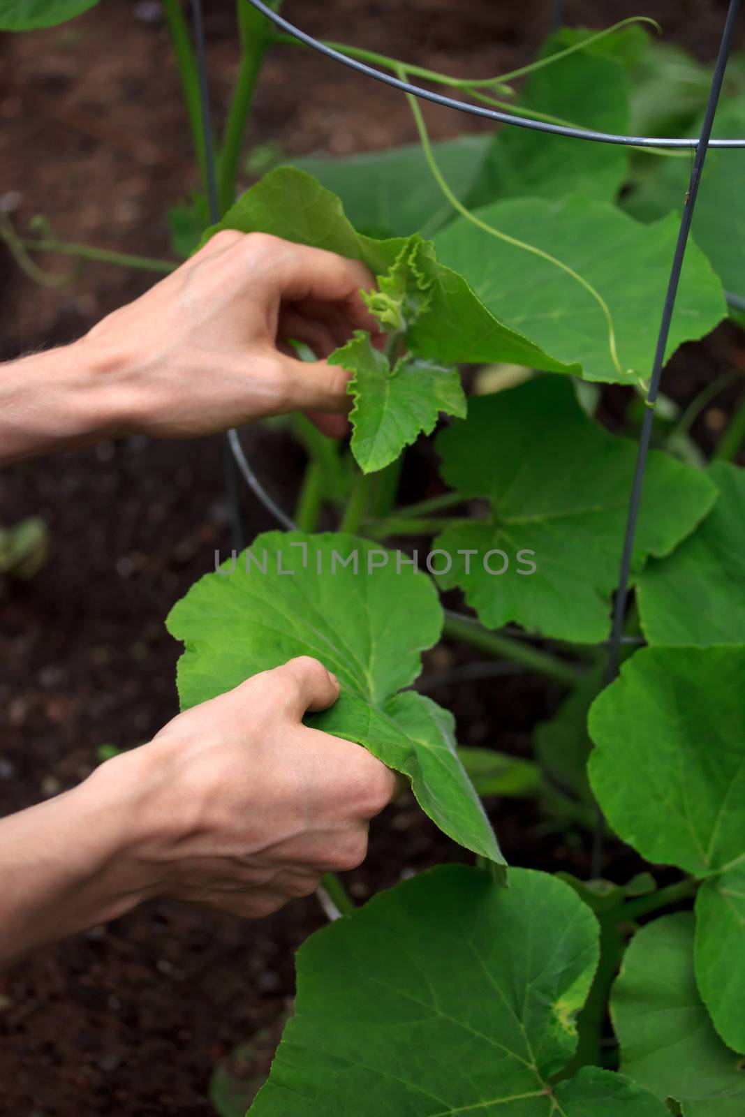 Gardening image, taking care of squash plant