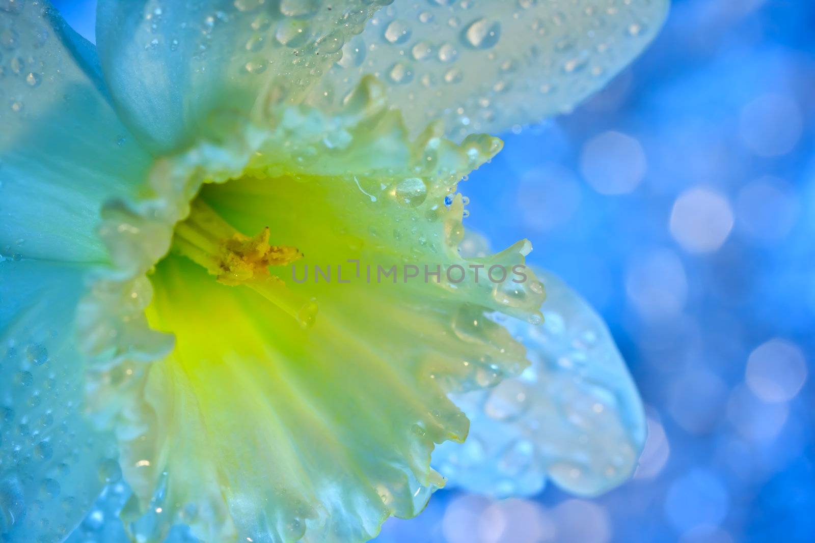 Mystic daffodil on shiny blue background