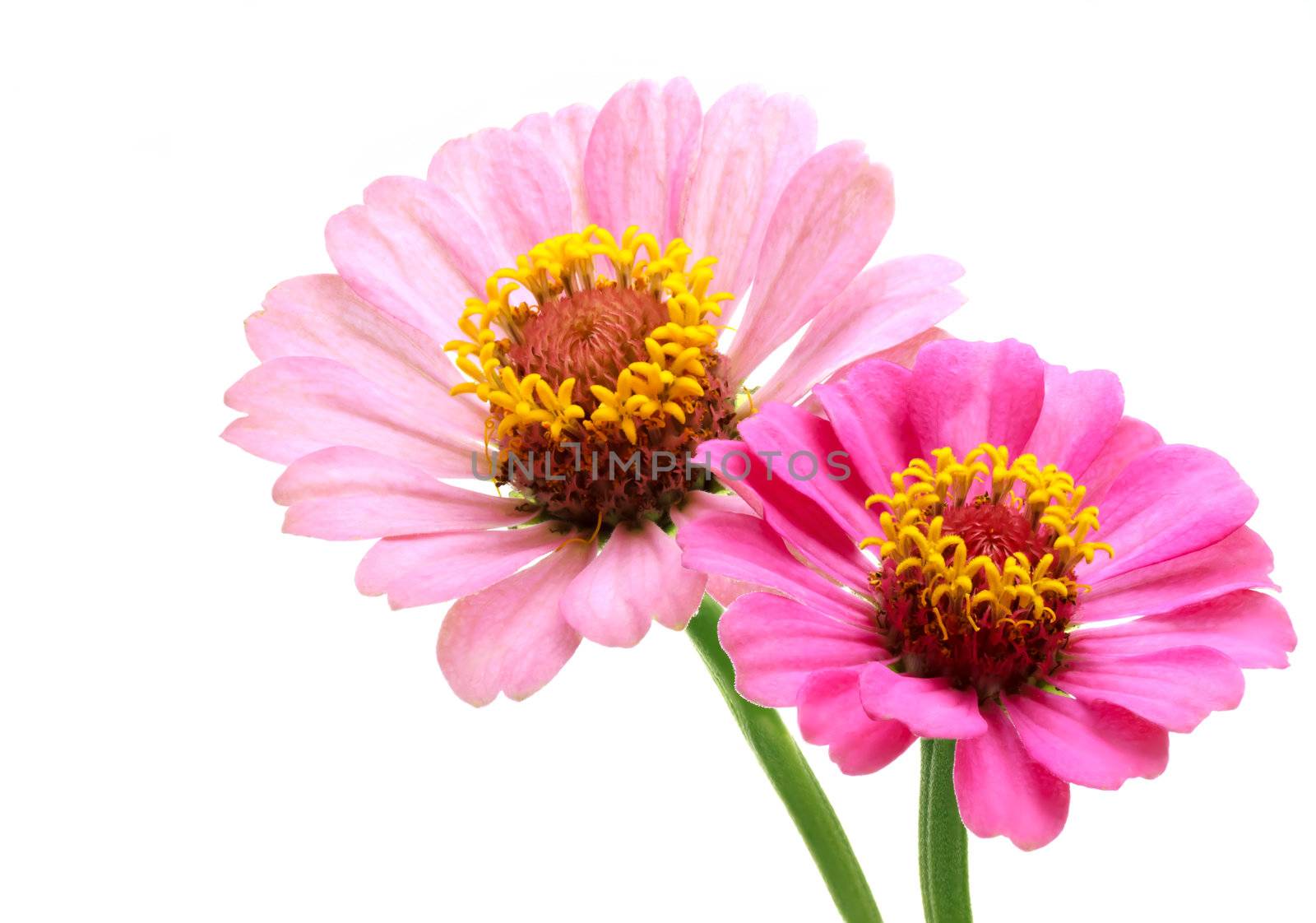 Two pink zinnia flowers by melpomene