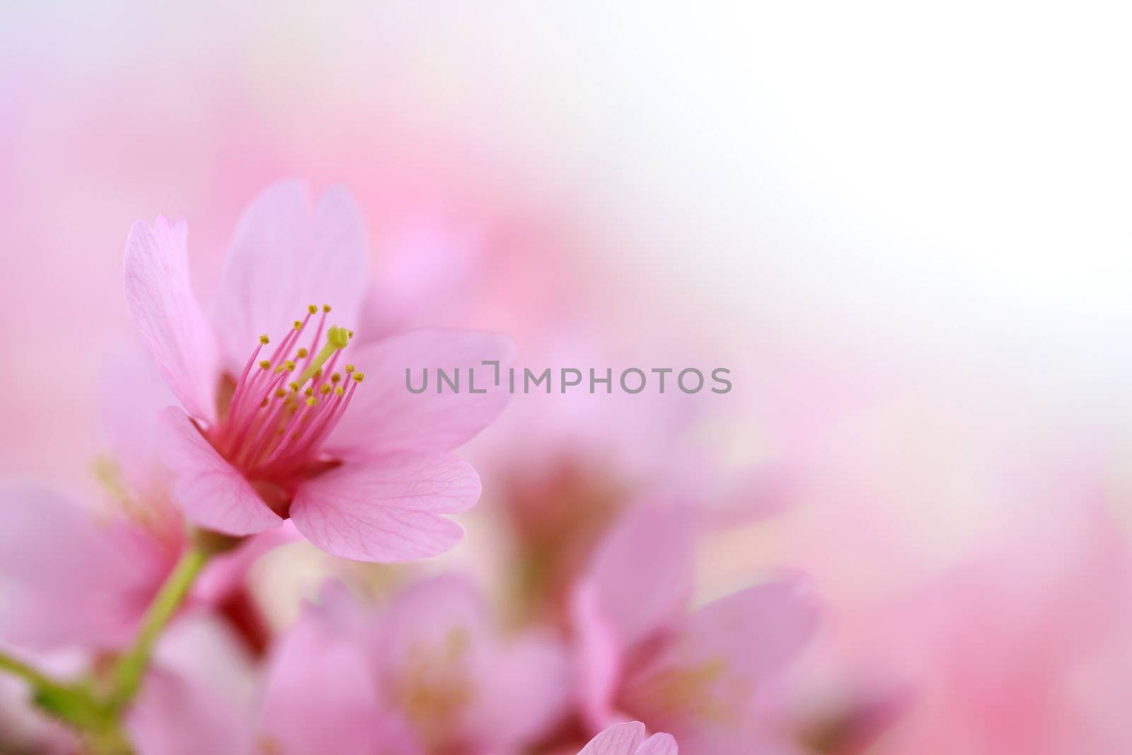 Close up image of  pink cherry blossoms
