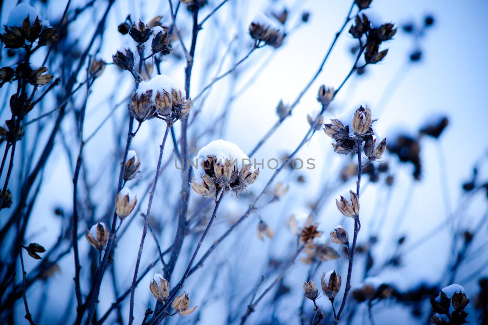 Flower in snow on light blue background