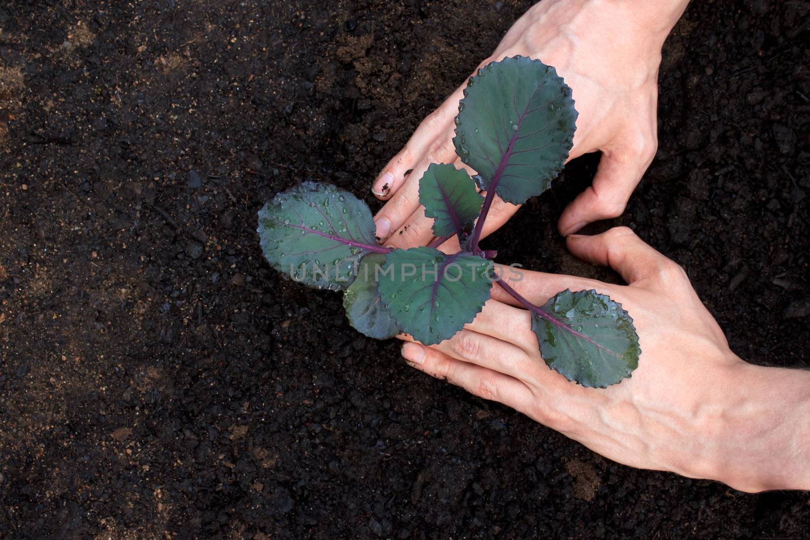 Planting young purple cabbage - fingers form a heart shape