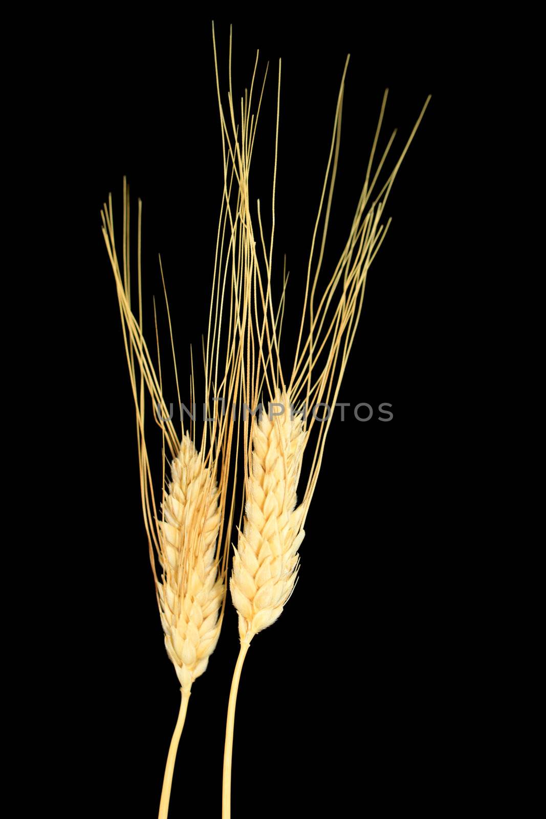 Wheat isolated on black background 