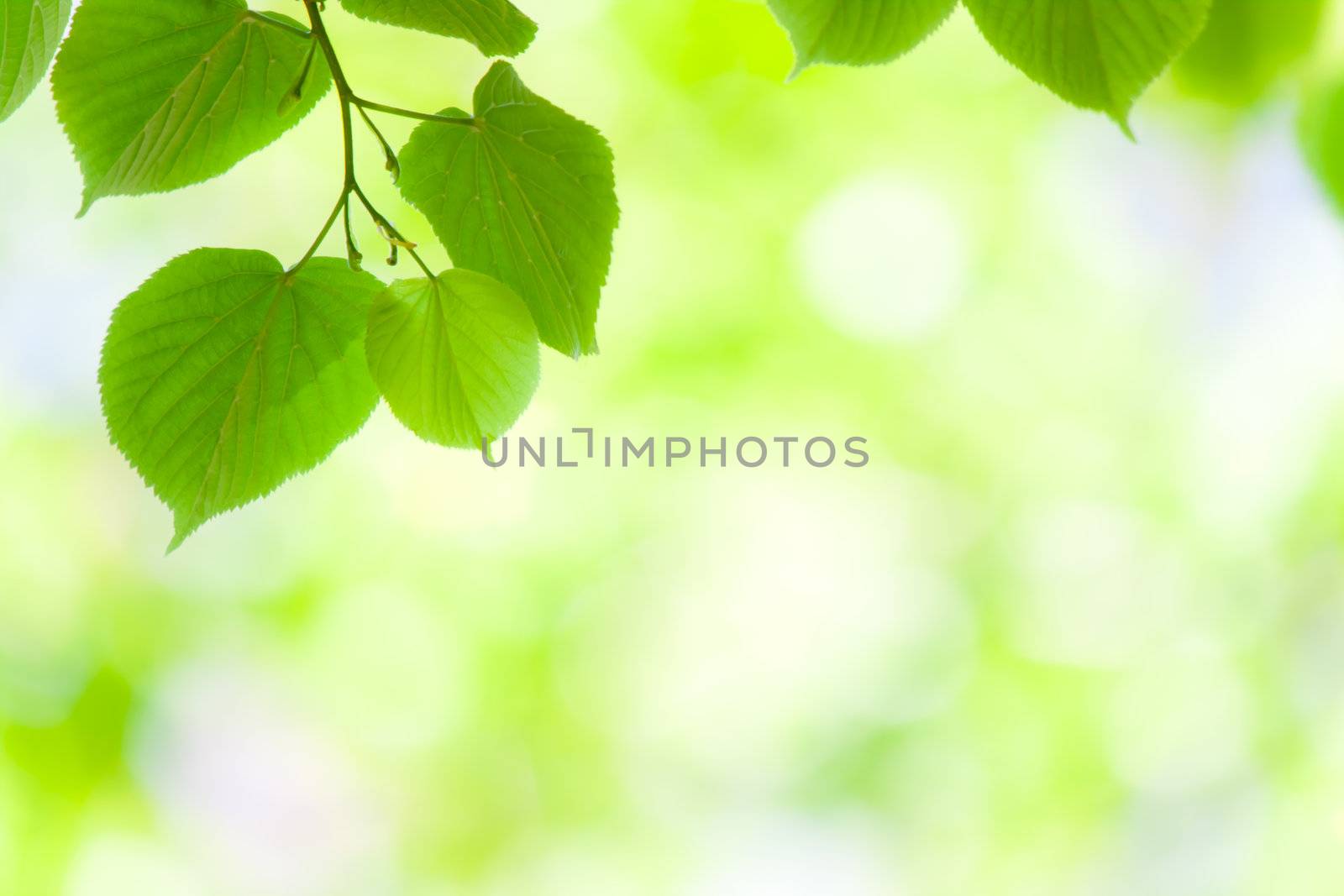 Spring green leaves in soft sunlight