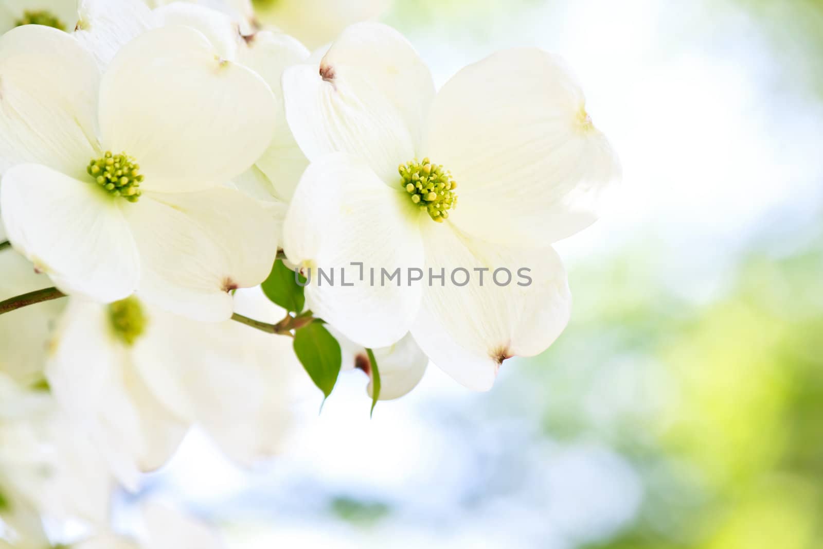 Beautiful white dogwood flower in soft sunlight