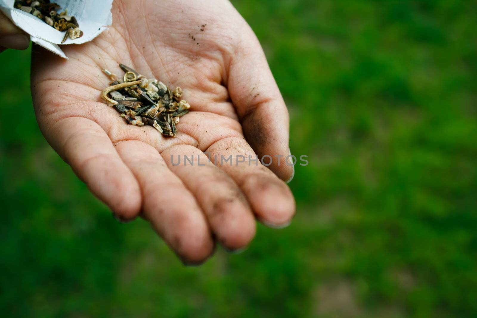 Hand holding flower seeds