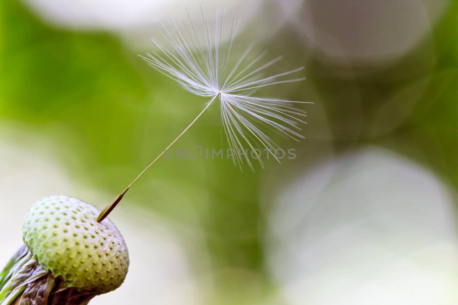 Single dandelion seed over shiny background