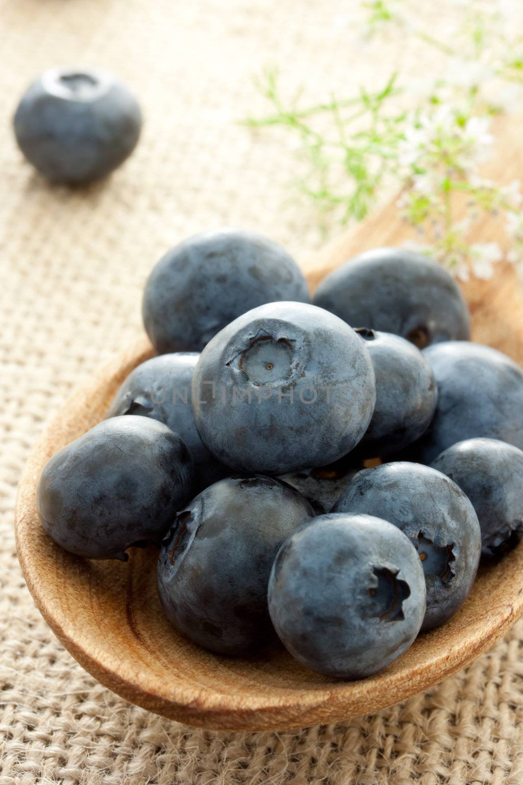 Fresh blueberries  by melpomene