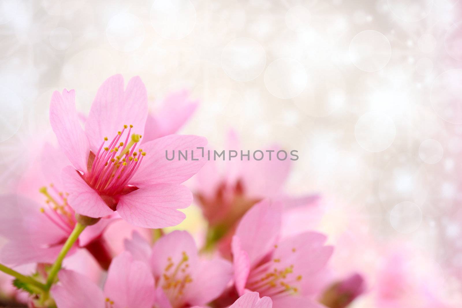 Pink cherry blossoms with abstract lights background