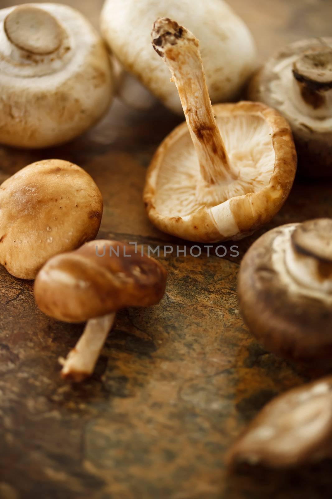 Mushrooms by melpomene