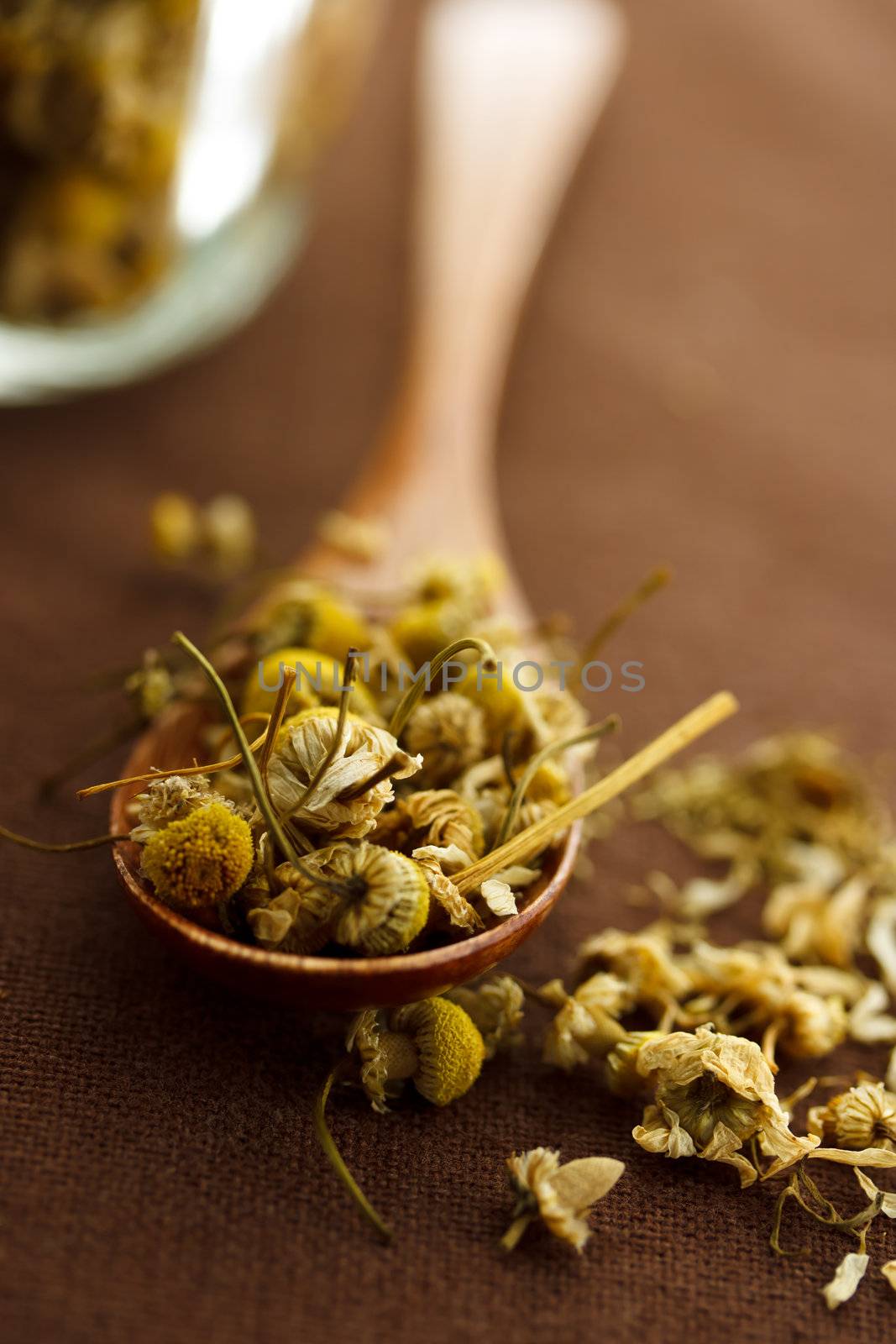 Dried chamomile flowers on wooden spoon