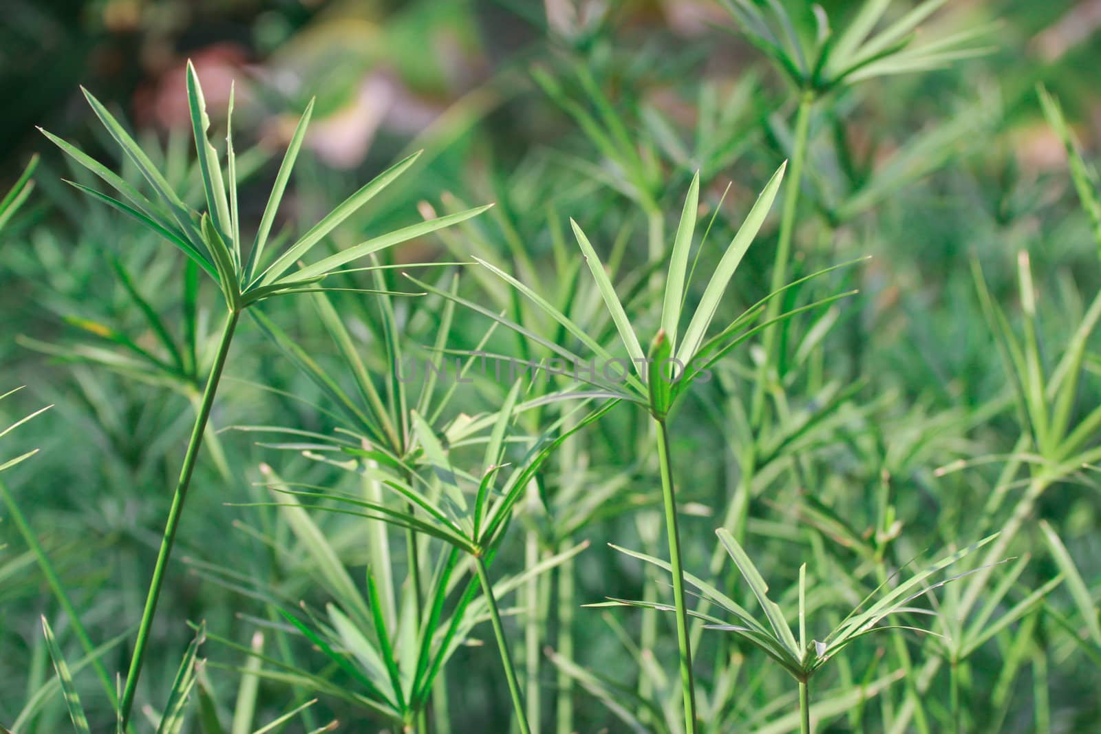 grass background with place for your text by wasan_gredpree