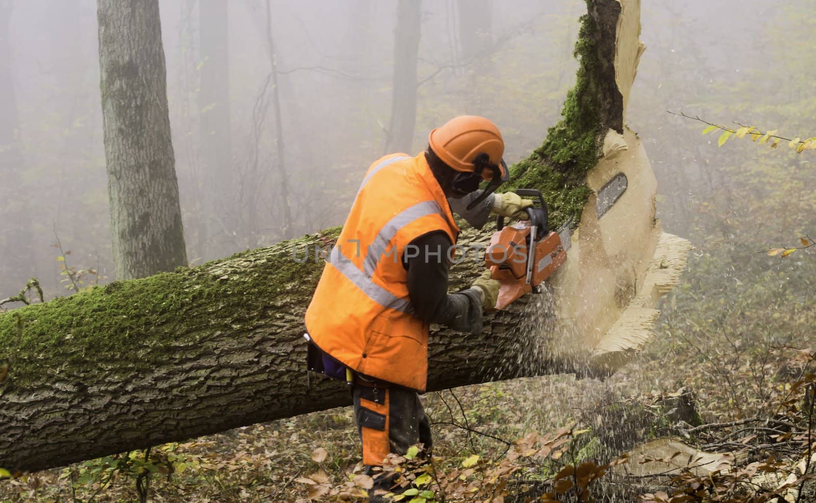 lumberjack at work in a misty forest