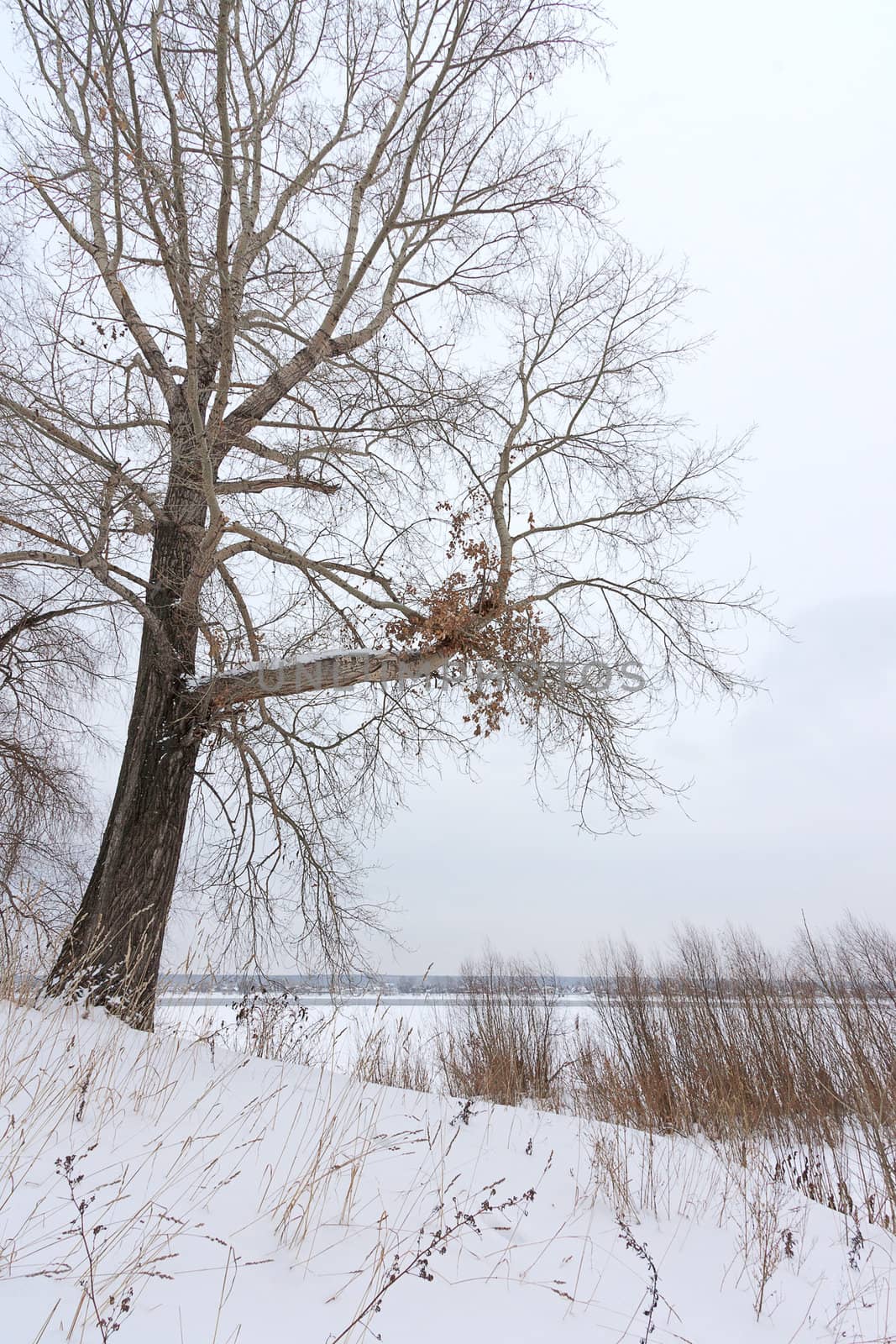 Winter landscape by zhannaprokopeva