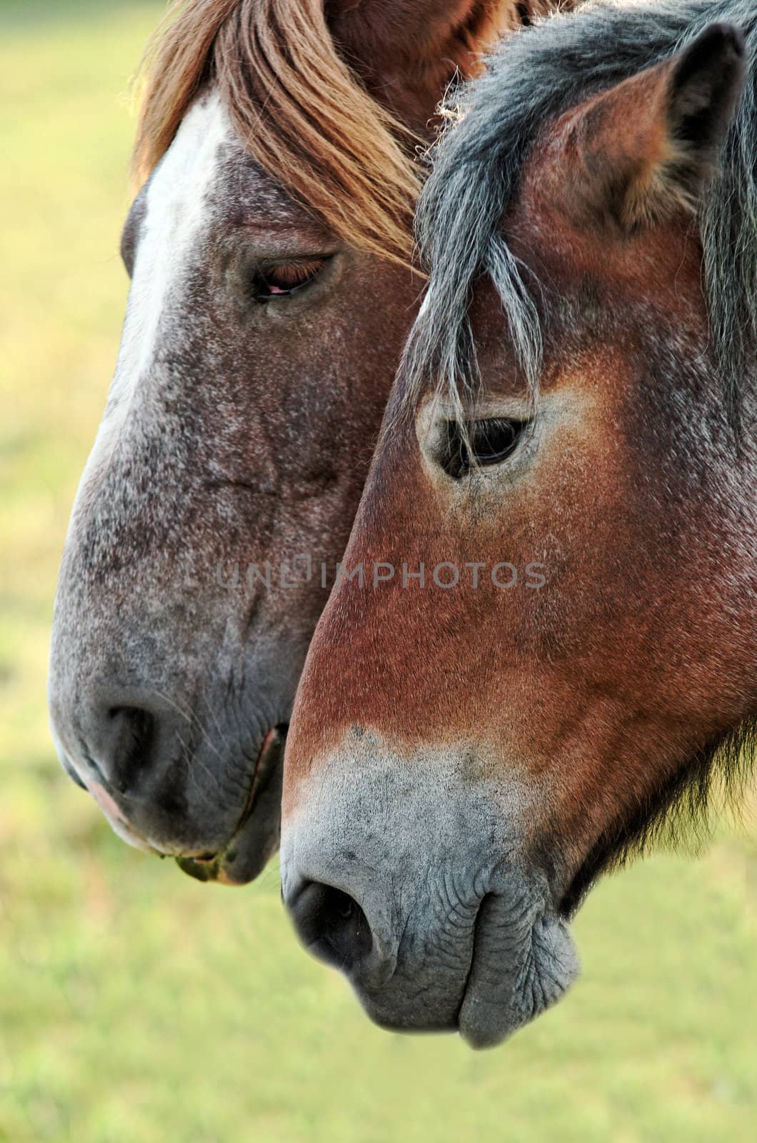 horses by gufoto