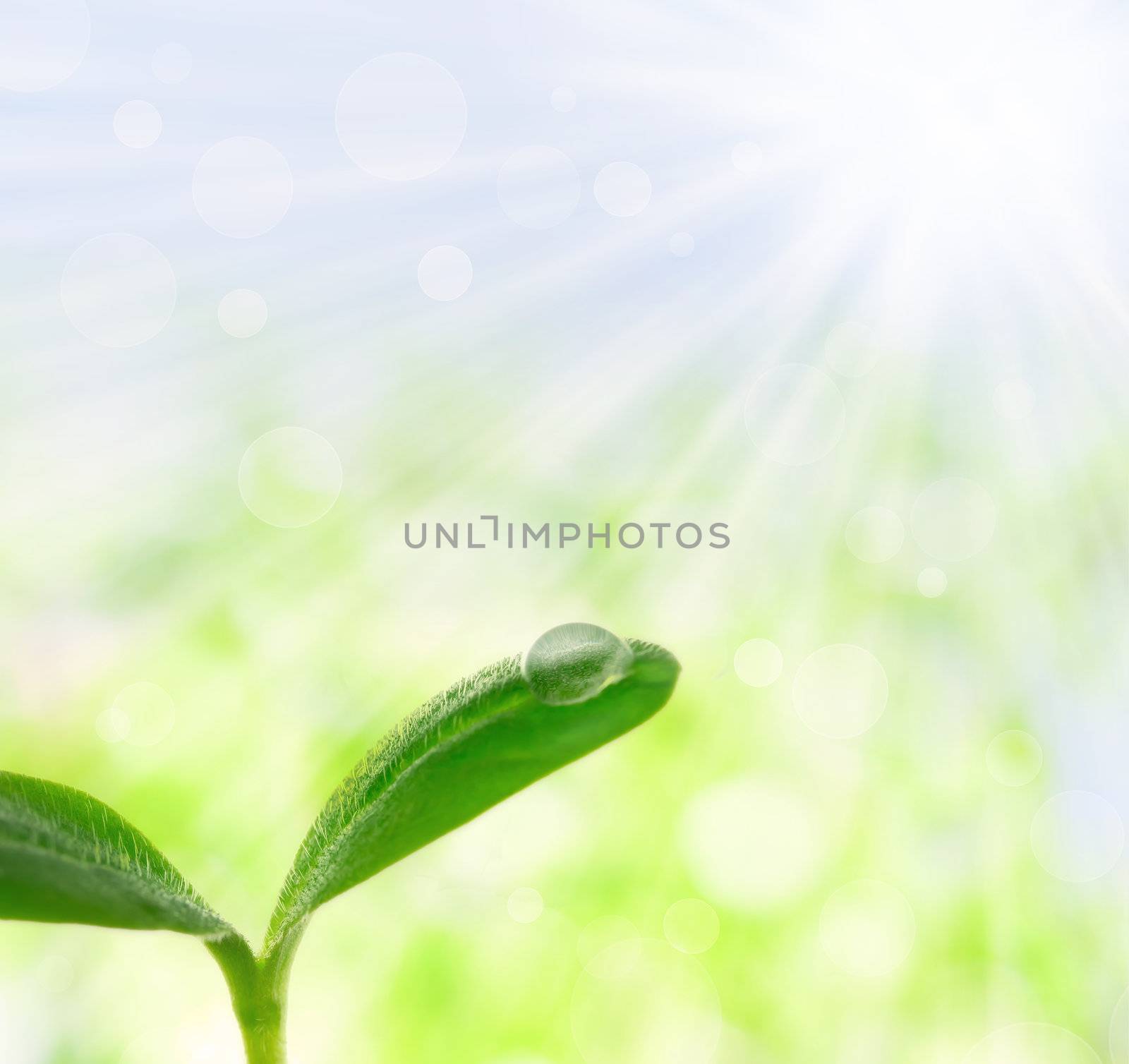 Young plant with a droplet over shiny spring background