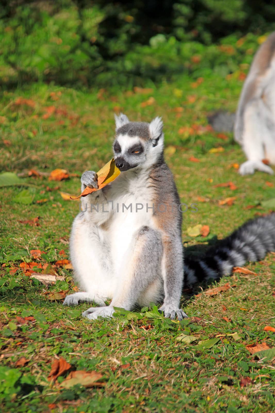 A macaque is enjoying the autumn sun.