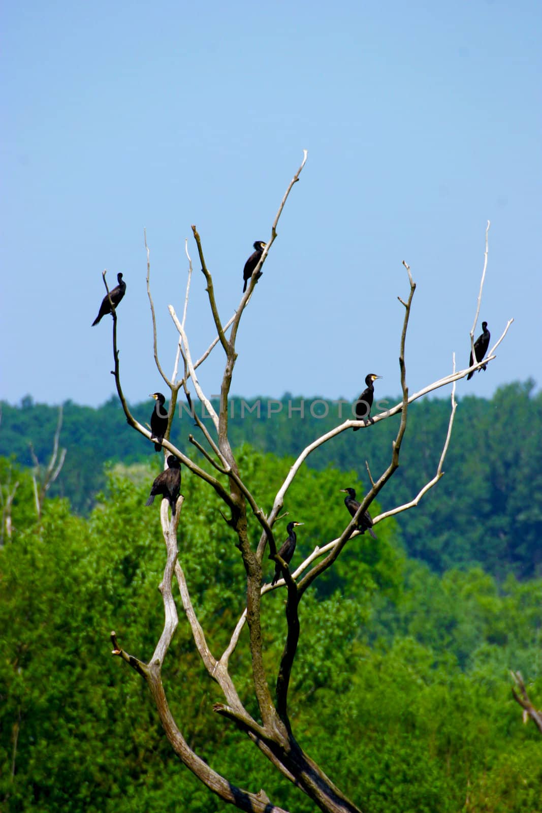 Birds on the branches in the forest