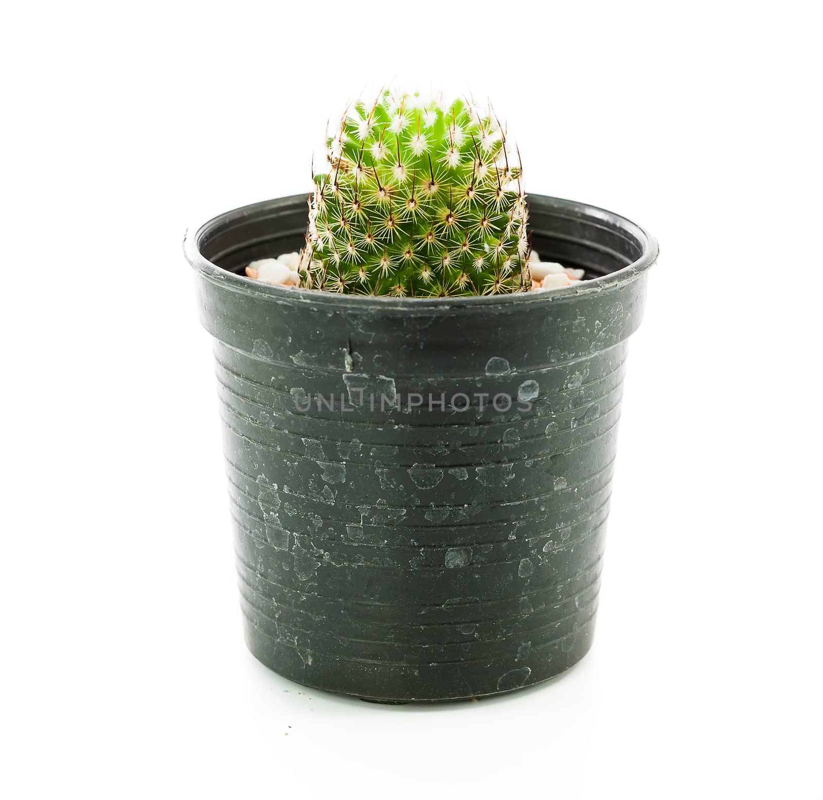 Cactus in pot on white background isolated