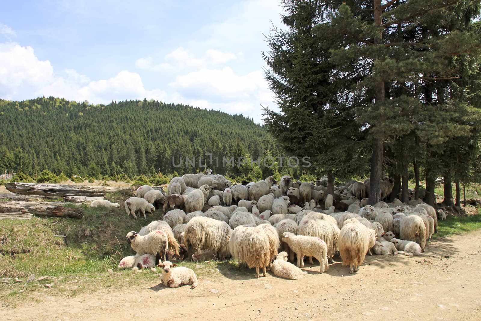 A flock of sheep by renegadewanderer