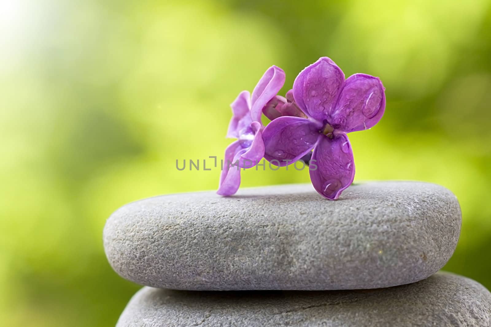 Flower balanced on stones by scyther5