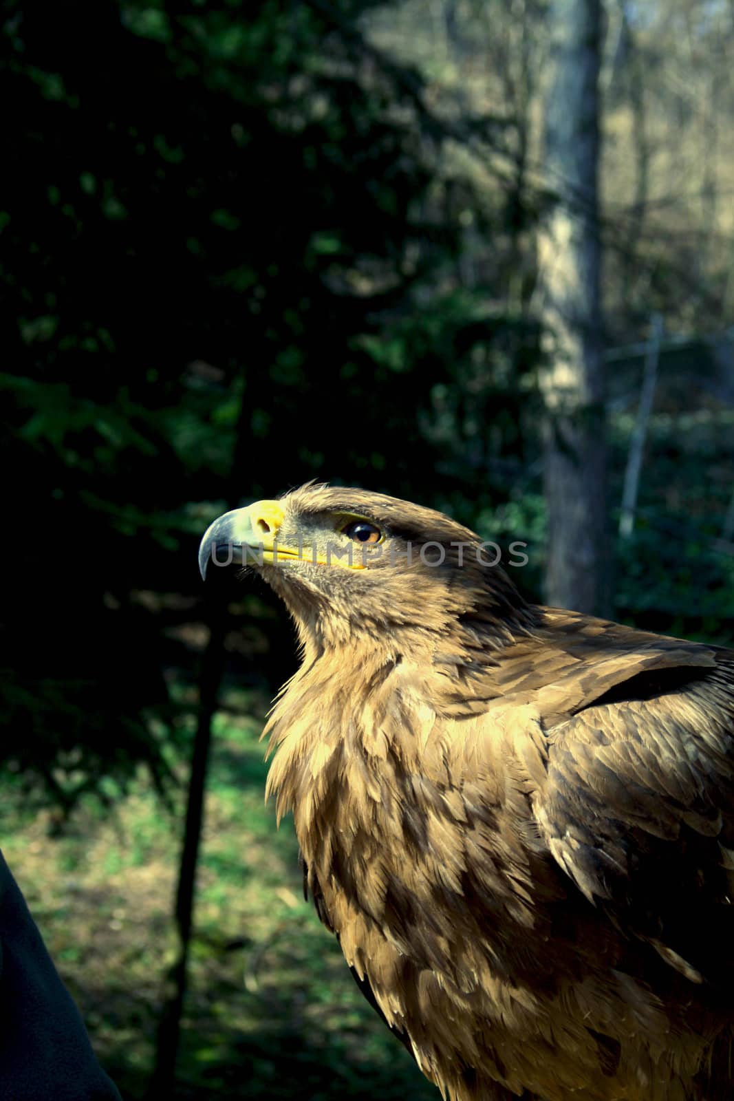 A golden eagle with a leafy environment