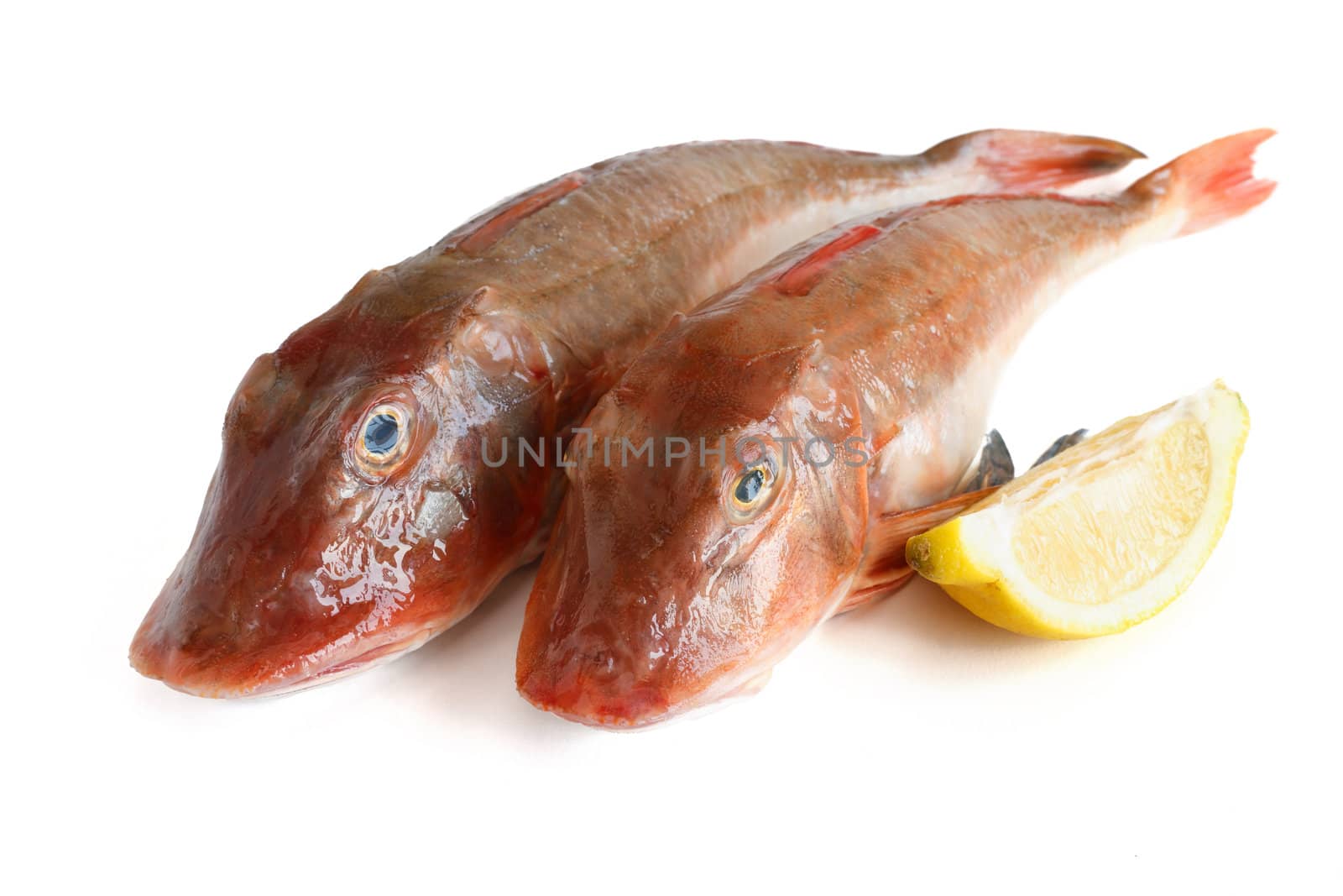 two fresh tub gurnard with sliced lemon over white background