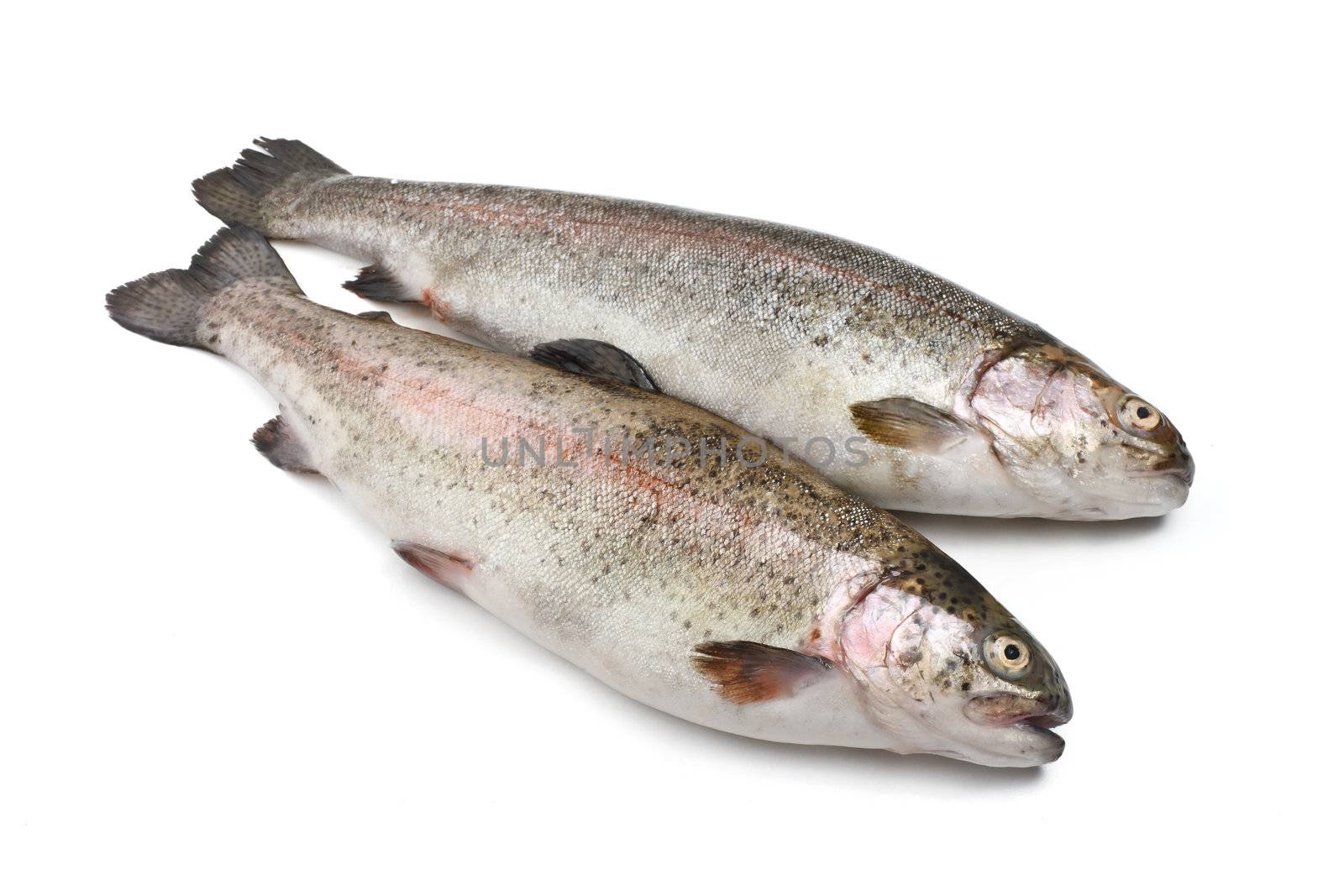 two fresh rainbow trout fish over white background